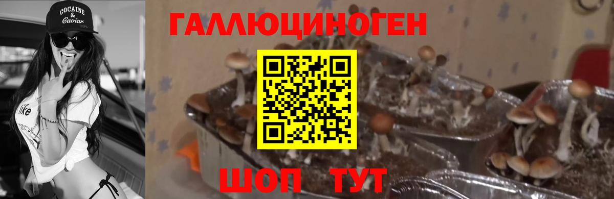 Псилоцибиновые грибы GOLDEN TEACHER  Вход с VPN  Тверь 